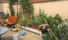 我家的小花园_550字