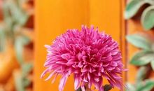 我发现了秋天的美_400字