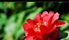 花本无语_1500字