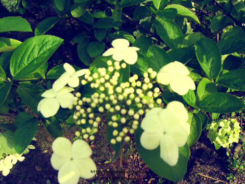 那些鲜花，那些悲伤_800字