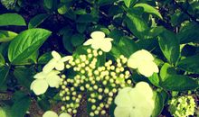 那些花儿，那些忧伤_800字