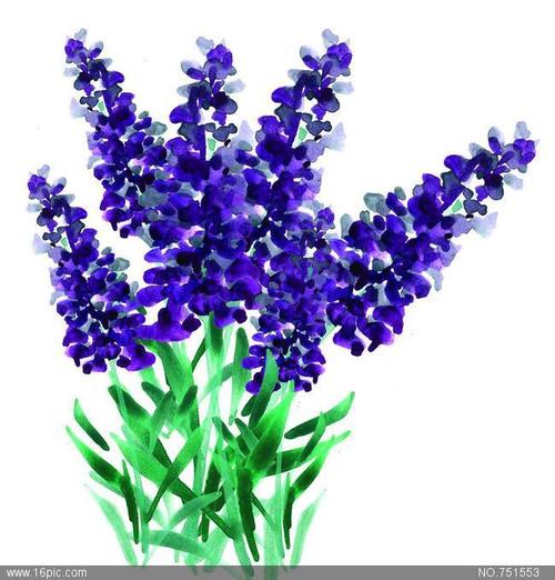 薰衣草_650字