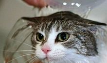 给猫咪洗澡_350字