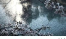 梦里飞花_1200字