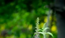 微风拂过的哀愁