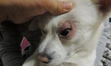 我家的小白狗-乐乐_250字