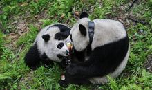 寻找野生大熊猫