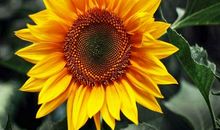 握住这枚向日葵_400字