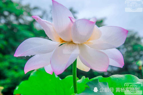 美丽_1000字