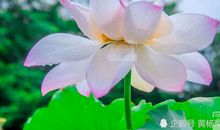 夏雨的美丽_1000字