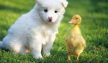 可爱的小狗_550字