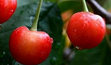 买樱桃的遭遇_1000字