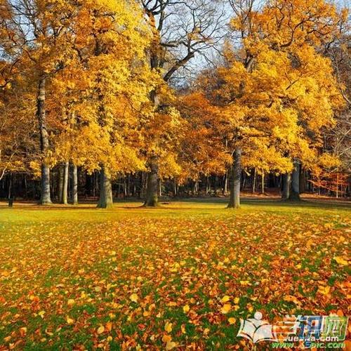 风是一种颜色_550字