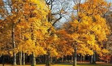 风，是有颜色的_550字