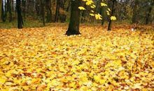 落叶下的梦_600字