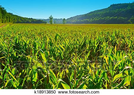 玉米的悲伤_450字