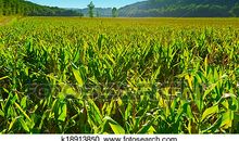 玉米的悲伤_450字