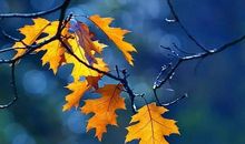 落叶是疲倦的心灵_400字