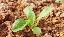 在心间播种公平_450字