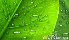 荷瓣上的露珠_500字