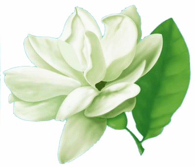 我的家人的茉莉花_350字