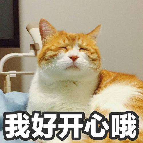 我很开心_500字
