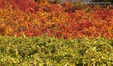 秋天的彭州园_150字