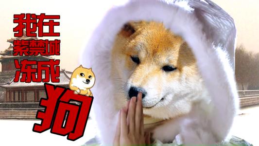 小白狗故事_400字