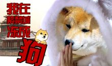 小白狗的故事_400字