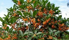 我家门前的梧桐树_150字