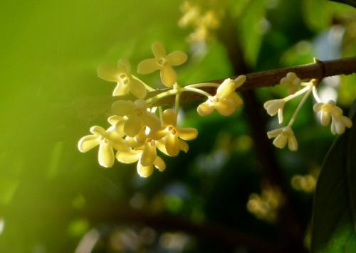 osmanthus _700字