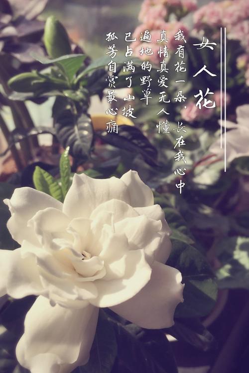栀子花 - 像微笑_1200字
