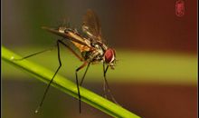 “美丽”的苍蝇_250字