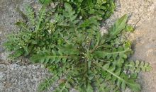 春天怎么来_50字