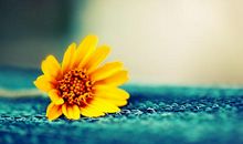 微笑与叹息_600字