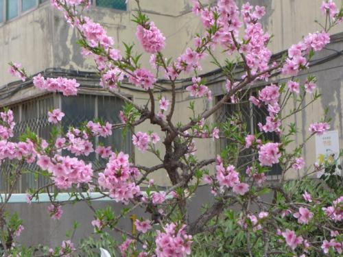美丽的小花园_500字