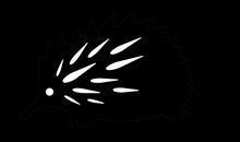 我家的刺猬_800字