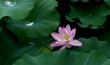 宁谧的月花_550字