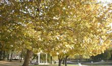 校园的梧桐树_350字