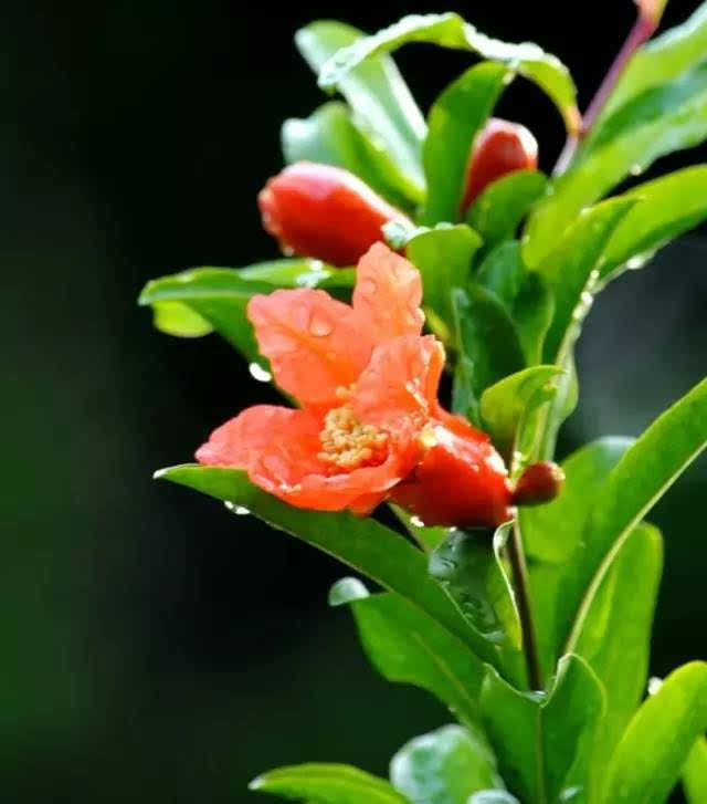 写作作文：石榴鲜花慢慢红色_1200字