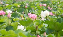 写景作文：荷塘韵致_3000字