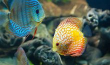 可爱的热带鱼_200字