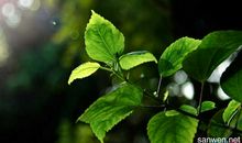 校园里的春天_250字