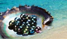 淘气的黑珍珠_450字