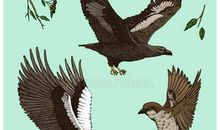 麻雀与老鹰_200字