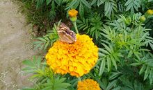 田间的曲子_1000字