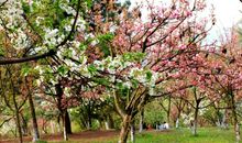 森林公园的樱花_350字