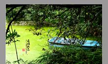 家乡的荷塘_450字