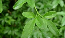 树叶我想对你说_450字