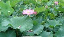 我爱家乡的荷花池_500字